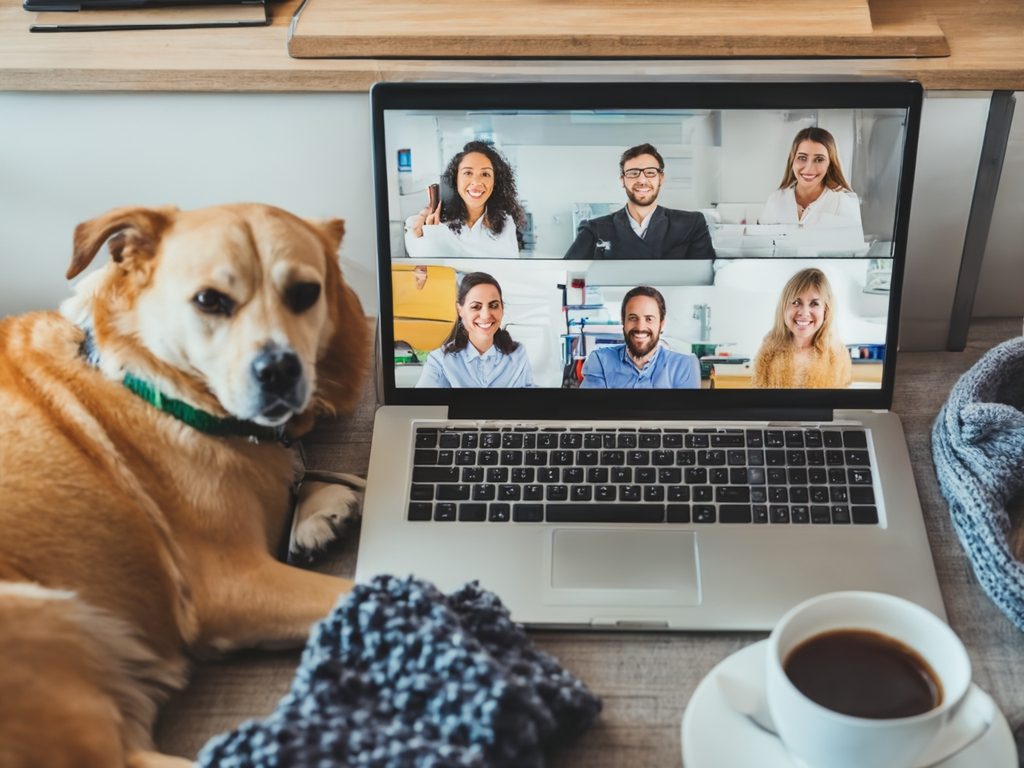 Dog watching a video call on a laptop with colleagues, coffee nearby. Working from home during lockdown.